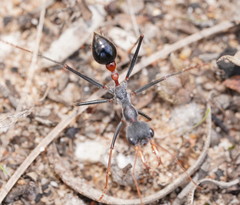 Myrmecia rufinodis