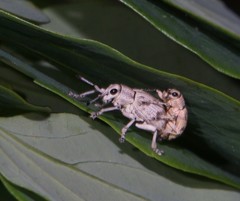 Anypotactini