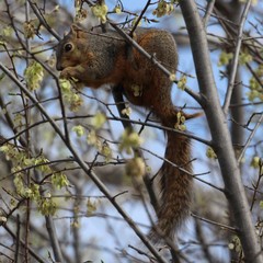 Sciurus niger