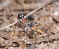 Myrmecia rufinodis