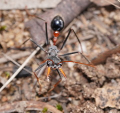 Myrmecia rufinodis