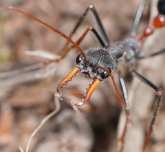 Myrmecia rufinodis