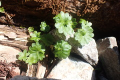 Micranthes nelsoniana