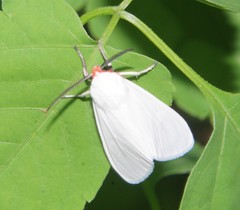 Pygarctia