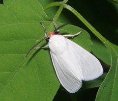 Pygarctia