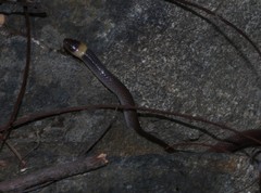 Enulius flavitorques
