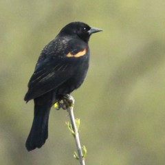 Agelaius phoeniceus