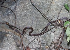 Enulius flavitorques