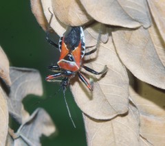 Apiomerus flaviventris