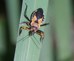 Apiomerus flaviventris