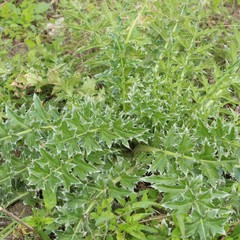 Carduus nutans