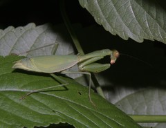 Stagmomantis venusta