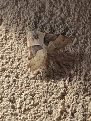 Hemeroplanis incusalis