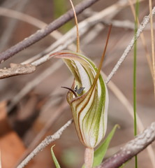 Pterostylis dolichochila