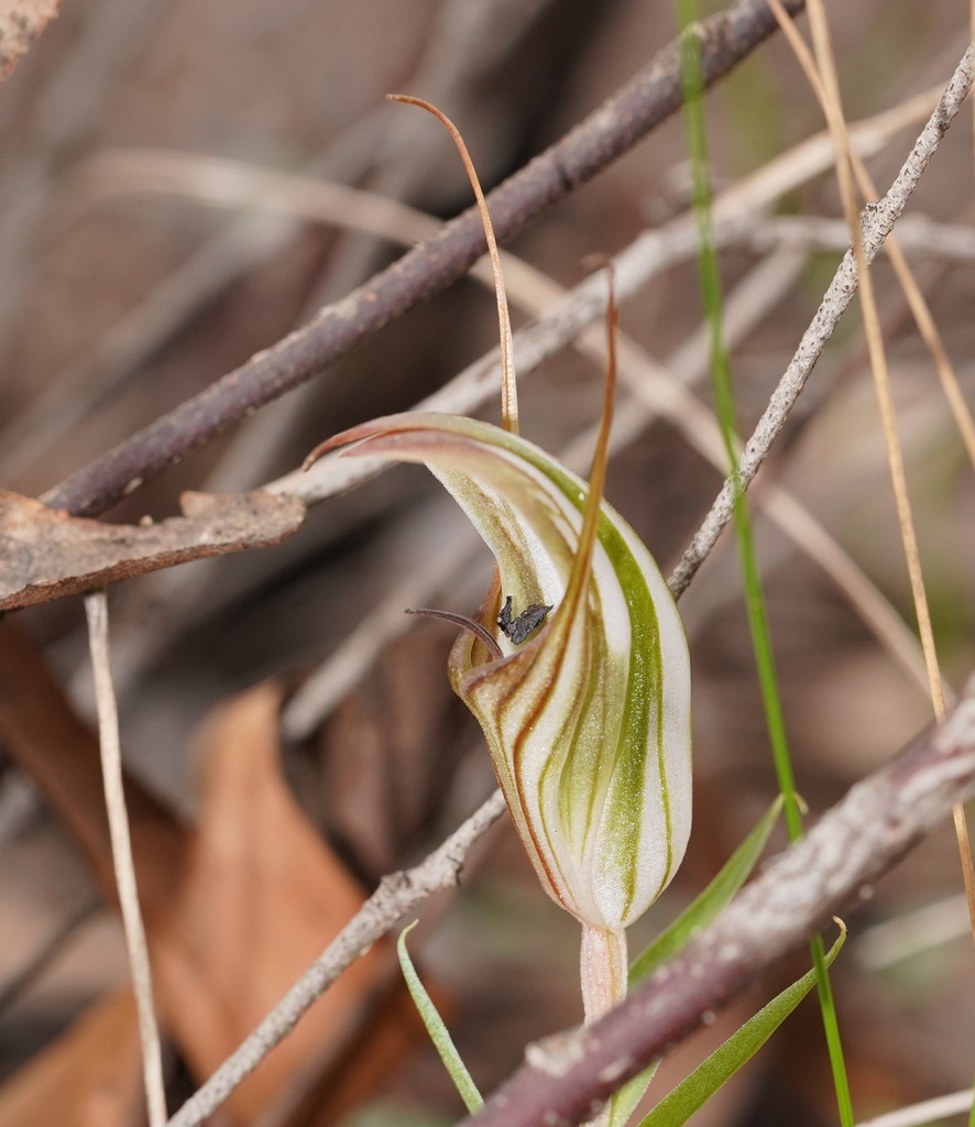 long-tongued shell orchid