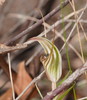 Long-tongued Shell Orchid - Photo (c) Reiner Richter, some rights reserved (CC BY-NC-SA), uploaded by Reiner Richter