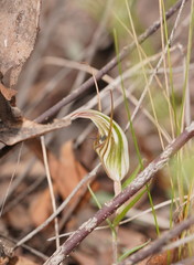 Pterostylis dolichochila