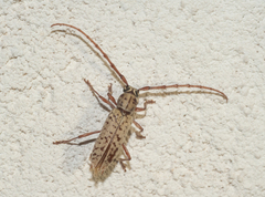Elaphidion spinicorne
