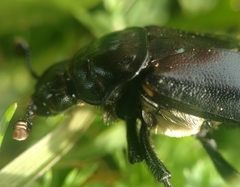 Nicrophorus guttula