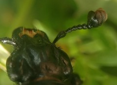 Nicrophorus guttula