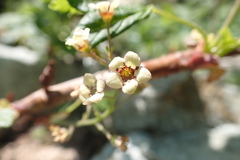 Ribes laxiflorum