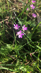 Erodium cicutarium