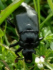 Nicrophorus guttula