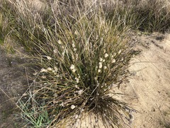 Lomandra leucocephala