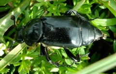 Nicrophorus guttula