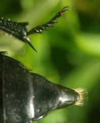 Nicrophorus guttula