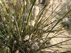 Lomandra leucocephala