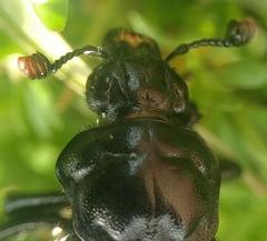 Nicrophorus guttula