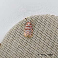 Nephelomilta effracta