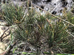 Allocasuarina pusilla