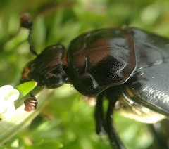 Nicrophorus guttula