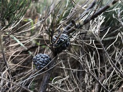 Allocasuarina pusilla