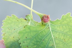 Pemphigus populitransversus