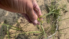 Cyperus grayioides