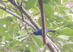 Euneornis campestris