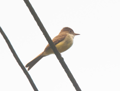 Myiarchus barbirostris