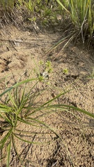 Cyperus grayioides