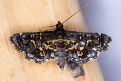 Eurrhyparodes lygdamis
