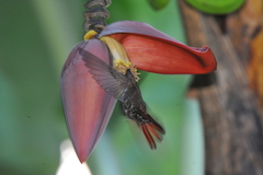 Anthracothorax mango