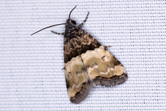 Cobubatha dividua