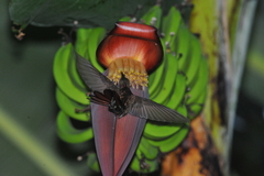 Anthracothorax mango