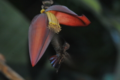 Anthracothorax mango