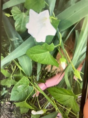 Calystegia sepium
