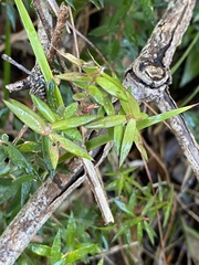 Acrotriche divaricata