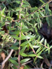 Acrotriche divaricata