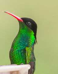 Red-Billed Streamertail photo 4